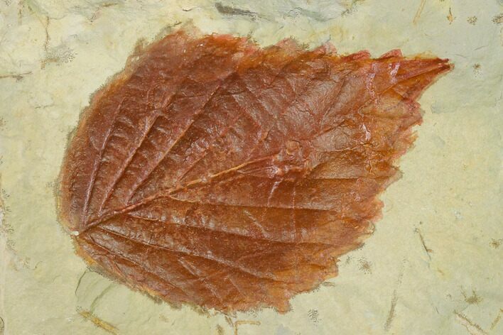 Fossil Hackberry (Celtis) Leaf - Montana #143773